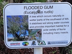 Eucalyptus rudis