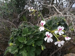 Pelargonium echinatum