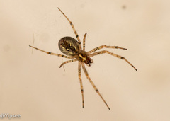Nephilengys malabarensis
