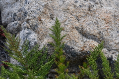 Artemisia littoricola
