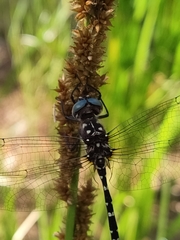 Archaeosynthemis leachii
