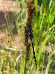Archaeosynthemis leachii