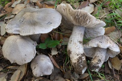 Tricholoma bresadolanum