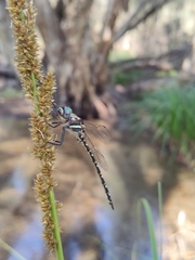 Archaeosynthemis leachii