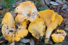 Cantharellus pallens