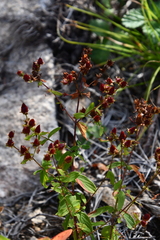 Hypericum attenuatum
