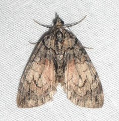 Hydriomena transfigurata