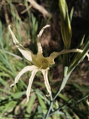 Gladiolus undulatus