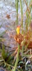 Xyris capensis
