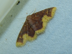 Syngatha latiflavaria
