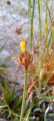 Xyris capensis