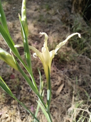Gladiolus undulatus