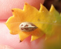 Balta bicolor