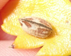 Balta bicolor