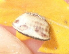 Balta bicolor