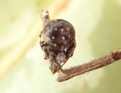 Araneus rotundulus