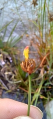Xyris capensis