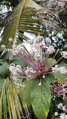 Clerodendrum quadriloculare
