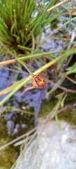 Xyris capensis
