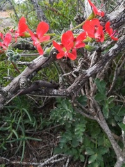 Pelargonium fulgidum