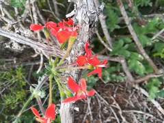 Pelargonium fulgidum