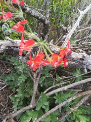 Pelargonium fulgidum