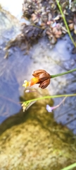 Xyris capensis