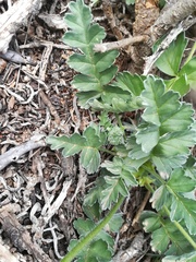 Pelargonium fulgidum