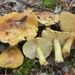Tricholoma viridifucatum - Photo (c) Marco Floriani, some rights reserved (CC BY-NC), uploaded by Marco Floriani