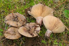 Lactarius cistophilus