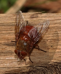 Calliphora ochracea