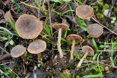 Cortinarius scobinaceus