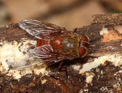 Calliphora ochracea