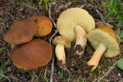 Leccinellum corsicum