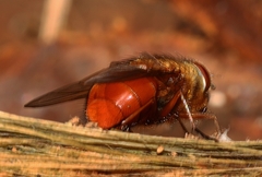 Calliphora ochracea