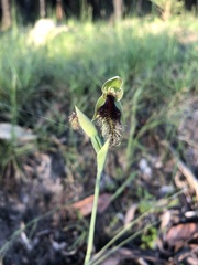 Calochilus
