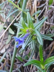 Glandora diffusa