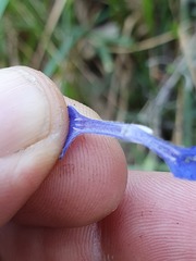 Glandora diffusa