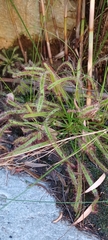 Drosera capensis