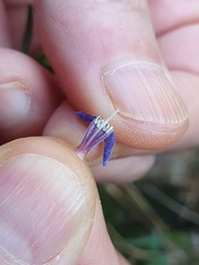 Glandora diffusa
