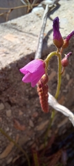 Drosera capensis