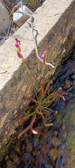 Drosera capensis