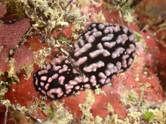 Phyllidiella