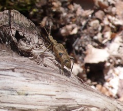 Rhagium mordax