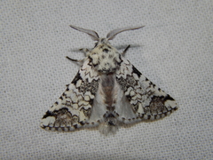 Pseudorethona albicans