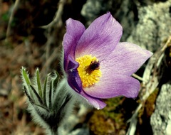 Pulsatilla