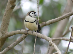 Stizoptera bichenovii