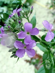 Hesperis matronalis