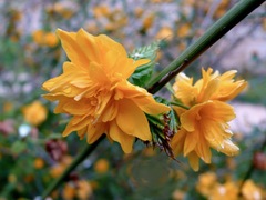 Kerria japonica