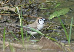 Stizoptera bichenovii